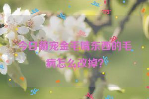 今日萌宠金毛啃东西的毛病怎么改掉？
