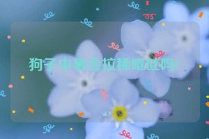 狗子中暑会拉稀呕吐吗?