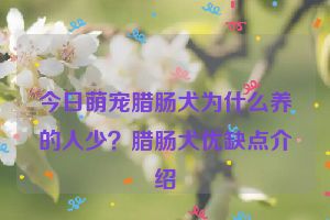 今日萌宠腊肠犬为什么养的人少？腊肠犬优缺点介绍