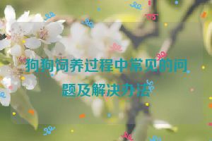 狗狗饲养过程中常见的问题及解决办法