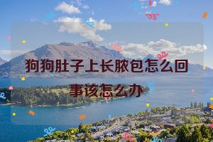 狗狗肚子上长脓包怎么回事该怎么办