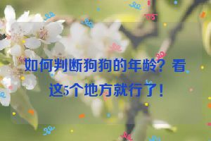 如何判断狗狗的年龄？看这5个地方就行了！