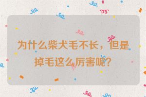 为什么柴犬毛不长，但是掉毛这么厉害呢？