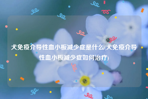 犬免疫介导性血小板减少症是什么(犬免疫介导性血小板减少症如何治疗)