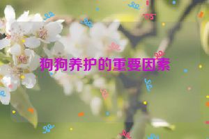 狗狗养护的重要因素