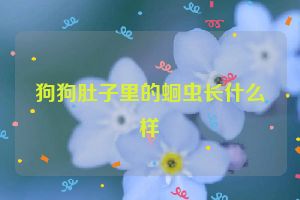 狗狗肚子里的蛔虫长什么样