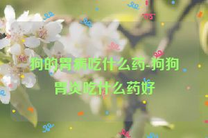 狗的胃病吃什么药-狗狗胃炎吃什么药好