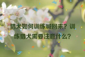 猎犬如何训练喊回来？训练猎犬需要注意什么？