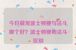 今日萌宠波士顿梗与法斗哪个好？波士顿梗和法斗区别