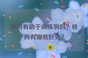 拴狗有助于训练狗吗？栓狗有哪些好处？