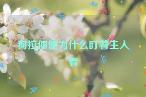 狗拉便便为什么盯着主人看