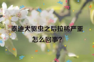 泰迪犬驱虫之后拉稀严重怎么回事？