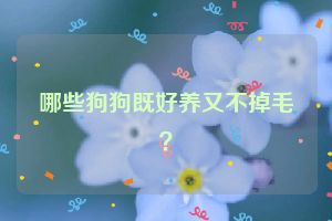 哪些狗狗既好养又不掉毛？