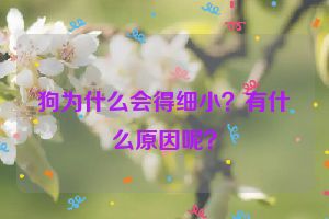 狗为什么会得细小？有什么原因呢？