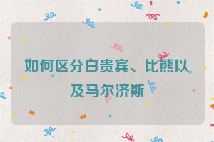 如何区分白贵宾、比熊以及马尔济斯