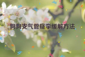 狗狗支气管痉挛缓解方法