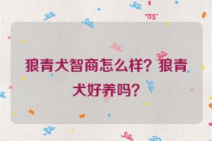 狼青犬智商怎么样？狼青犬好养吗？