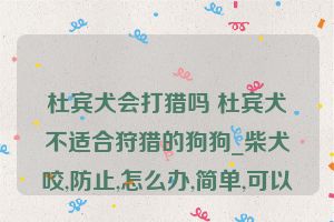 杜宾犬会打猎吗 杜宾犬不适合狩猎的狗狗_柴犬咬,防止,怎么办,简单,可以