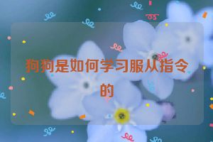 狗狗是如何学习服从指令的