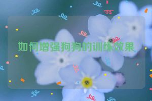 如何增强狗狗的训练效果