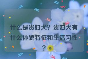 什么是贵妇犬？贵妇犬有什么体貌特征和生活习性？