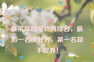 最常见的宠物狗排名，最后一名很好养，第一名却不敢养！