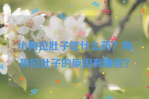 小狗拉肚子吃什么药？狗狗拉肚子的原因有哪些？