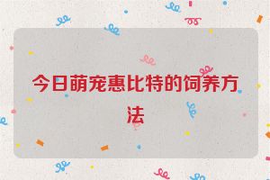 今日萌宠惠比特的饲养方法