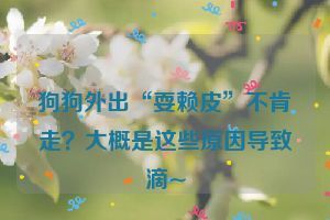 狗狗外出“耍赖皮”不肯走？大概是这些原因导致滴~