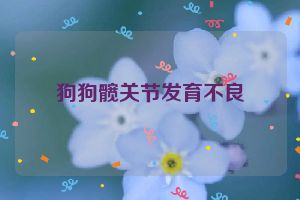 狗狗髋关节发育不良