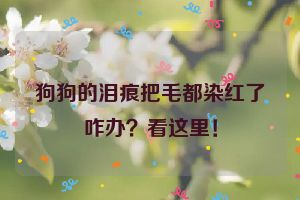 狗狗的泪痕把毛都染红了咋办？看这里！