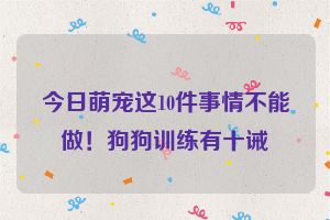 今日萌宠这10件事情不能做！狗狗训练有十诫