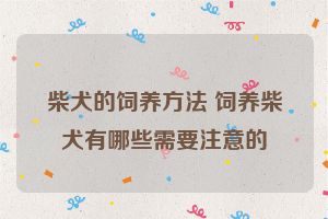 柴犬的饲养方法 饲养柴犬有哪些需要注意的