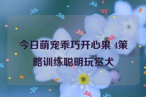 今日萌宠乖巧开心果 4策略训练聪明玩赏犬