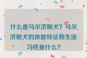 什么是马尔济斯犬？马尔济斯犬的体貌特征和生活习性是什么？