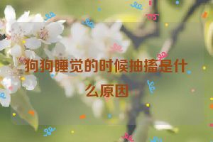 狗狗睡觉的时候抽搐是什么原因