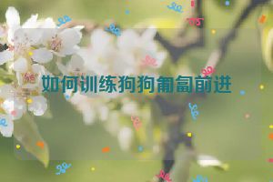 如何训练狗狗匍匐前进