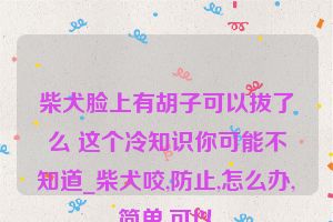 柴犬脸上有胡子可以拔了么 这个冷知识你可能不知道_柴犬咬,防止,怎么办,简单,可以