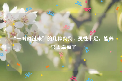 “一喊就过来”的几种狗狗，灵性十足，能养一只太幸福了