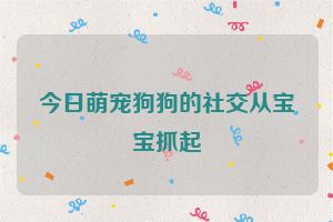 今日萌宠狗狗的社交从宝宝抓起