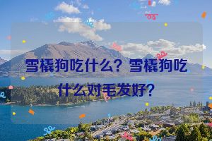 雪橇狗吃什么？雪橇狗吃什么对毛发好？