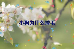 小狗为什么掉毛