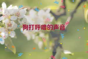 狗打呼噜的声音