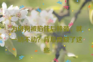 为何狗被掐住后脖颈，就一动不动？背后隐藏了这些