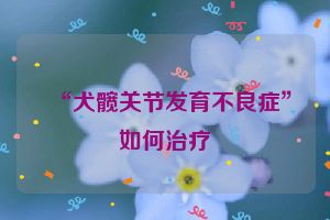 “犬髋关节发育不良症”如何治疗