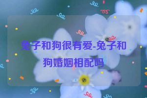 兔子和狗很有爱-兔子和狗婚姻相配吗