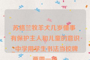 苏格兰牧羊犬几岁懂事 有保护主人和儿童的意识_中学用学生书法当校牌两周一换