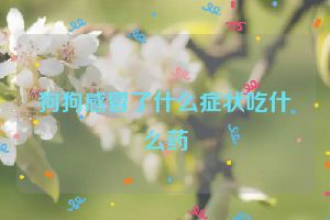 狗狗感冒了什么症状吃什么药