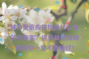 城市家庭应该挑选什么样的狗狗呢？这些性格温顺狗狗你一定不要错过！