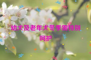 幼犬及老年犬冬季需特别呵护